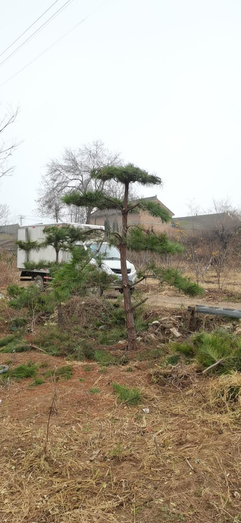 造型油松，基地大量出售，树形优美，价钱便宜