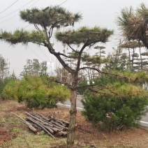 造型油松，基地大量出售，树形优美，价钱便宜