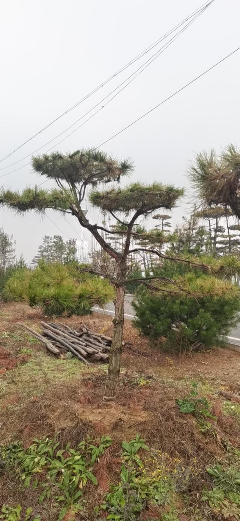 造型油松，基地大量出售，树形优美，价钱便宜