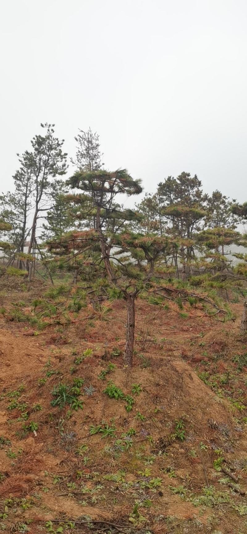 造型油松，基地大量出售，树形优美，价钱便宜