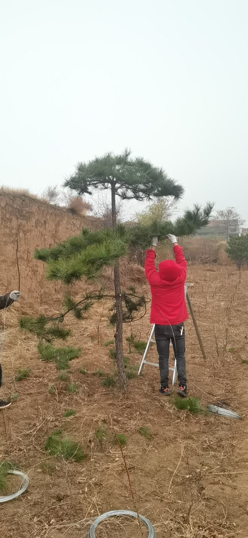 造型油松，基地大量出售，树形优美，价钱便宜