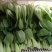 本地小油菜，质量好量大，还有各种蔬菜，欢迎采购