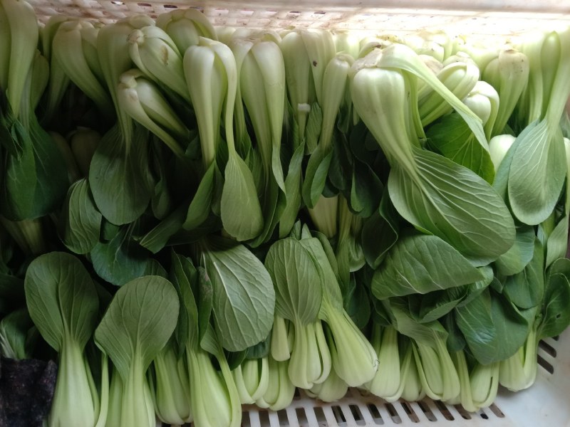 本地小油菜，质量好量大，还有各种蔬菜，欢迎采购