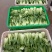 本地小油菜，质量好量大，还有各种蔬菜，欢迎采购