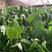 精品三系杂交菠菜种子，芽率高，抗病能力强，叶片肥厚浓绿
