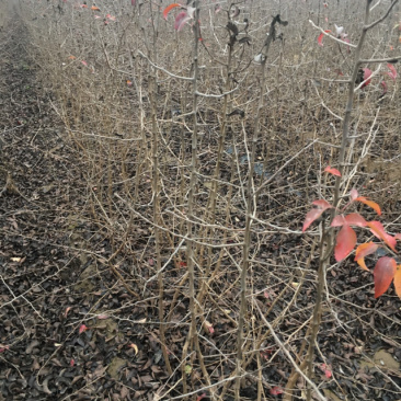 移栽杜梨苗几十万株大量供应，苗子整齐均匀