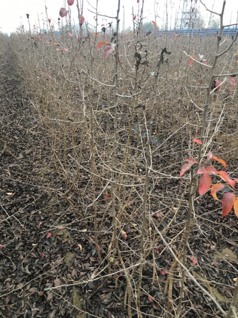 移栽杜梨苗几十万株大量供应，苗子整齐均匀