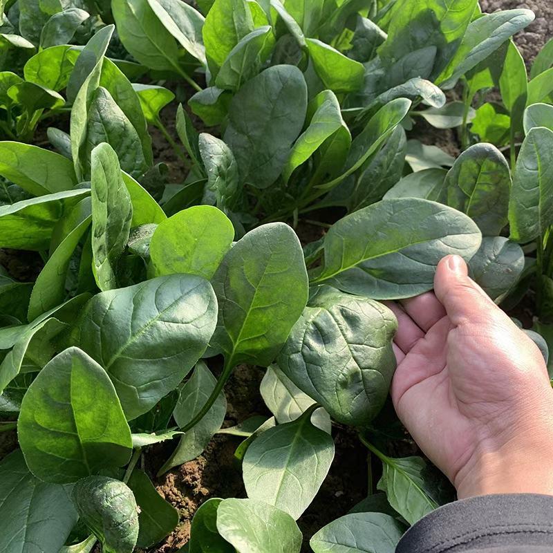 精品三系杂交菠菜种子，芽率高，抗病能力强，叶片肥厚浓绿
