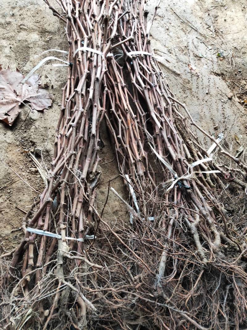 葡萄苗，巨峰嫁接蓝宝石藤稔南北方种植基地直发签约真品包邮