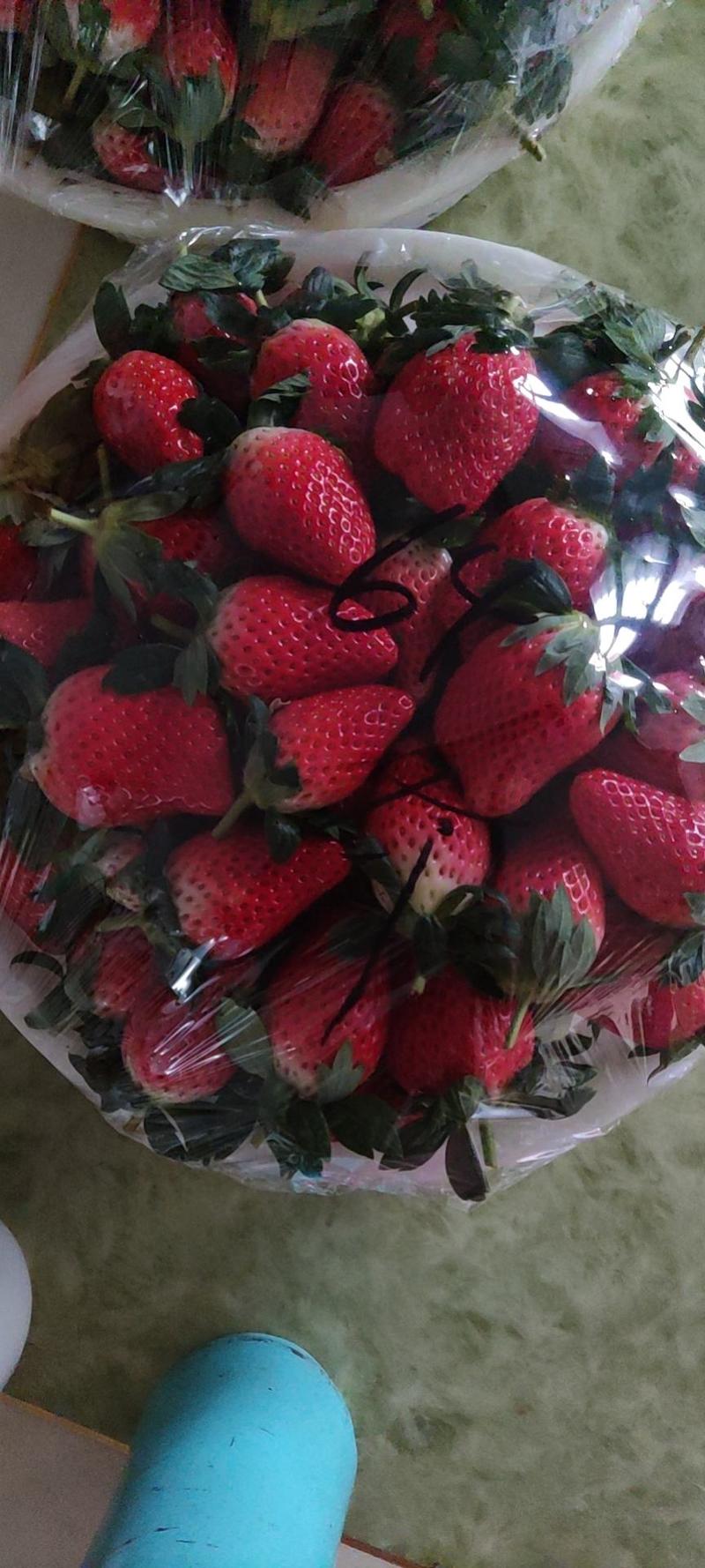 为各地客商提供济南甜宝草莓代办服务，货源充足，口感香甜！