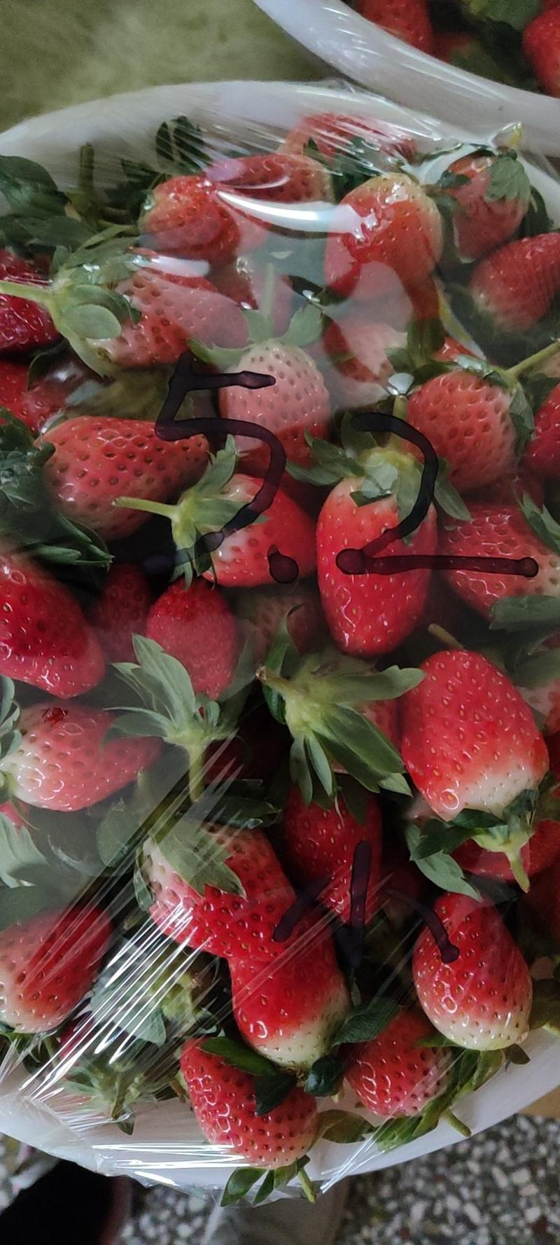 为各地客商提供济南甜宝草莓代办服务，货源充足，口感香甜！