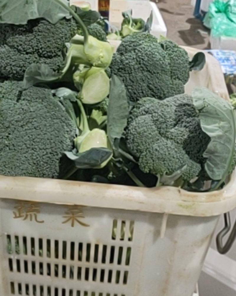 云南西蓝花大量供应，基地直供，颜色绿无红头，可以长期合作