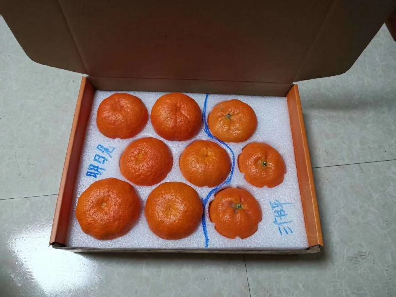 苗圃现挖，明日见柑橘苗，包邮包成活，免费提供种植技术