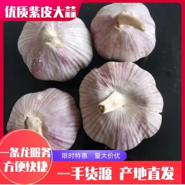 山东金乡大蒜，超市电商专供专注大蒜业务专业储存，代发市场