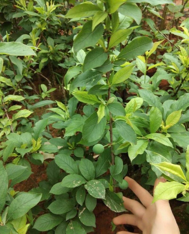 李子树苗嫁接三华李树苗南方北方种植地栽盆栽李子果树苗