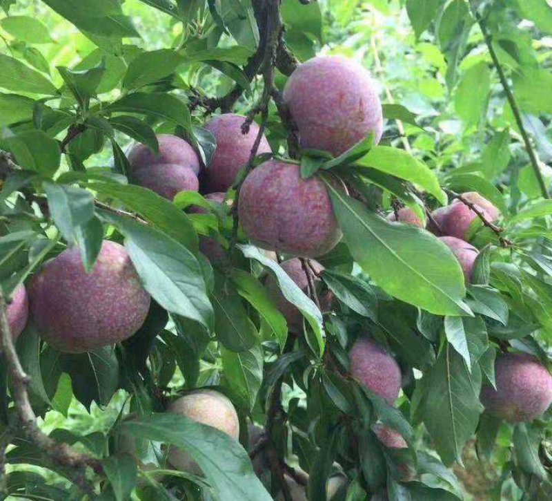 李子树苗嫁接三华李树苗南方北方种植地栽盆栽李子果树苗