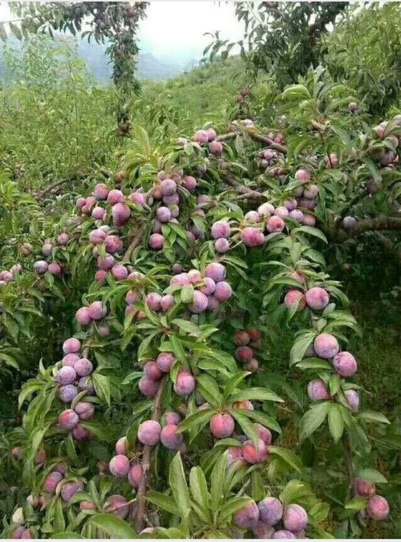 李子树苗嫁接三华李树苗南方北方种植地栽盆栽李子果树苗
