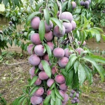 李子树苗嫁接三华李树苗南方北方种植地栽盆栽李子果树苗