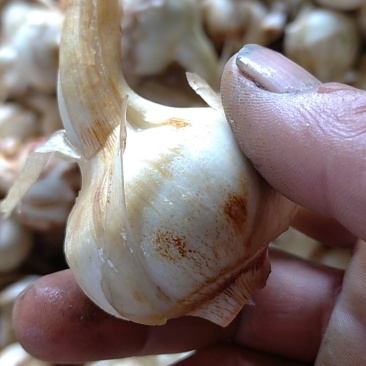 【实力】大茨菇慈姑弧十三公分以上桶洗水枪洗全自动机洗