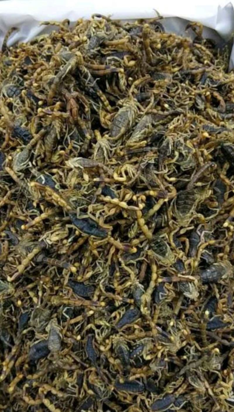 振兴药材批发供应全蝎规格齐全产地直供一手货源全国发货