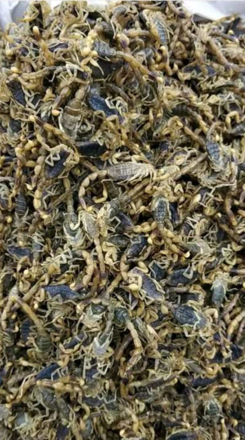 振兴药材批发供应全蝎规格齐全产地直供一手货源全国发货