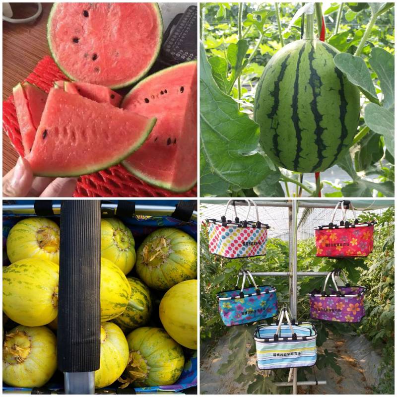 无花果苗特色种、养、加、销融合项目园区规划托管运营