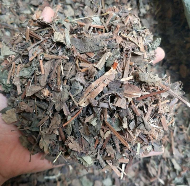 振兴药材批发供应鱼腥草规格齐全产地直供一手货源全国发货