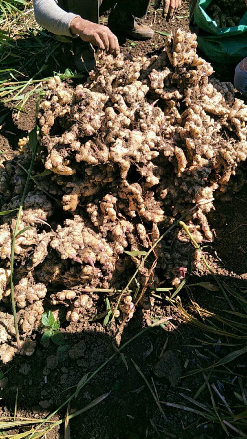 南阳市沙土优质小黄姜大量出售