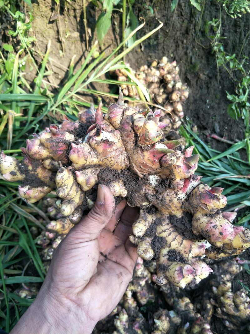 南阳市沙土优质小黄姜大量出售