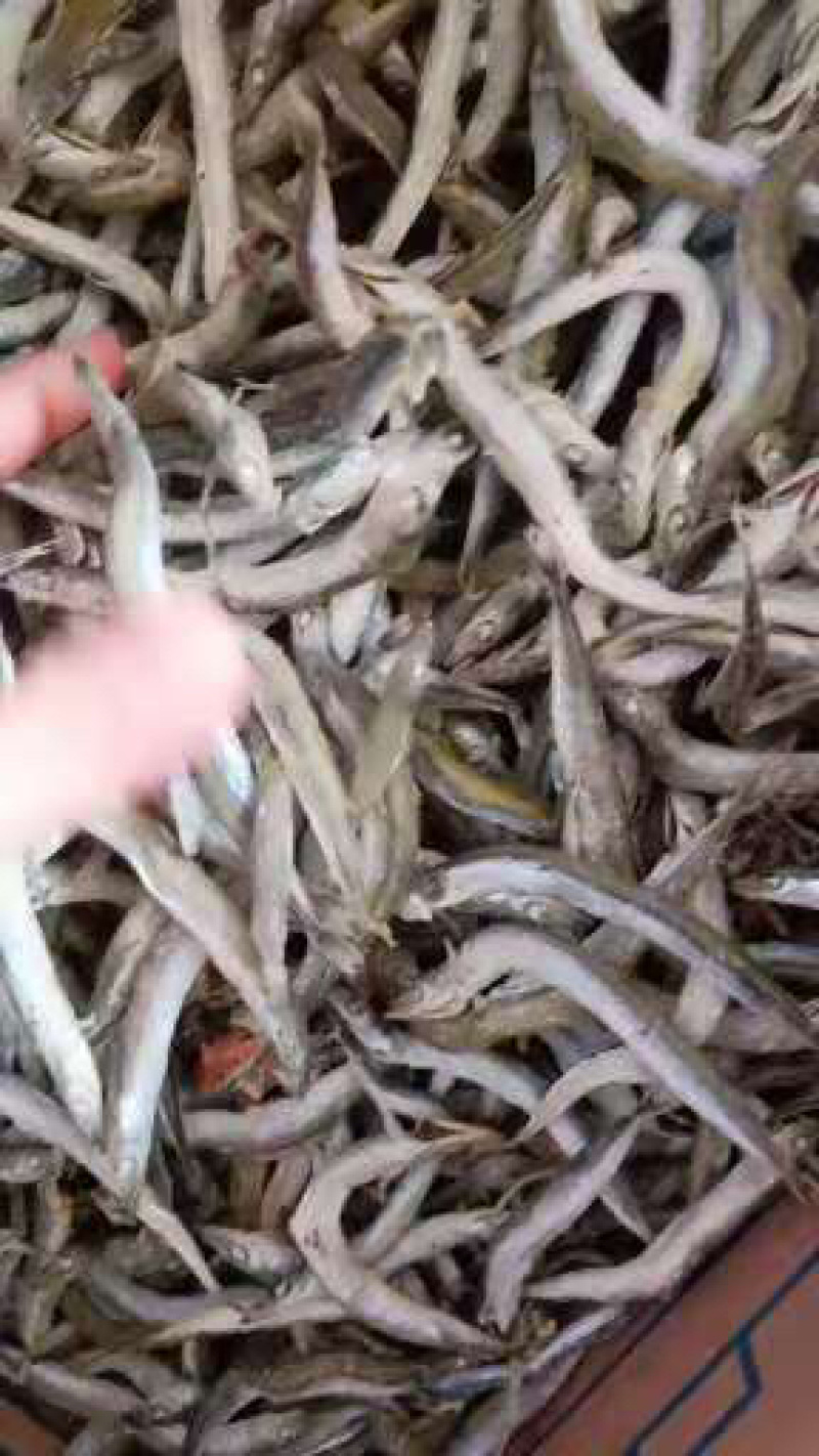 银针🐟只有主刺一根随吃即可一件代发不包邮