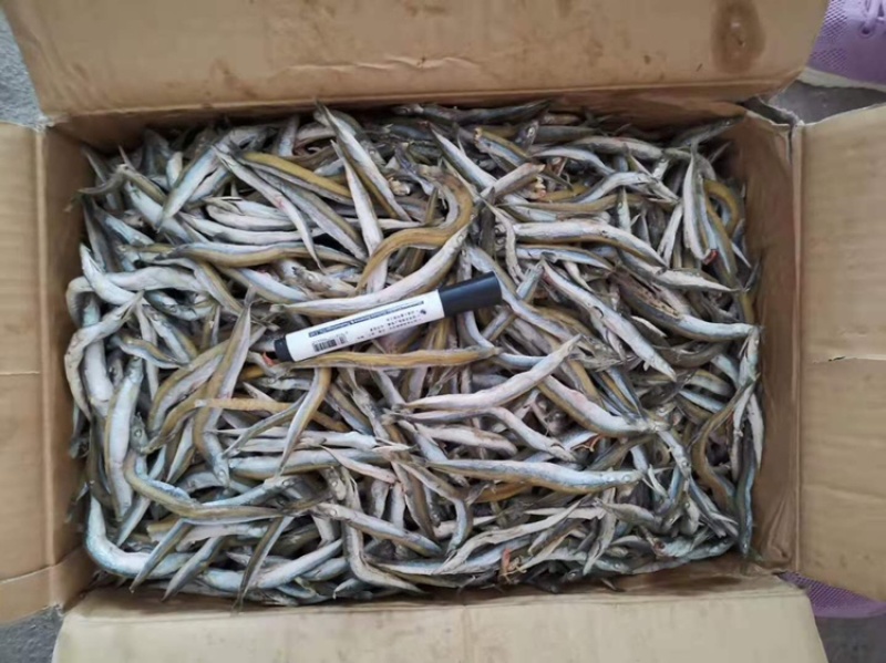 银针🐟只有主刺一根随吃即可一件代发不包邮