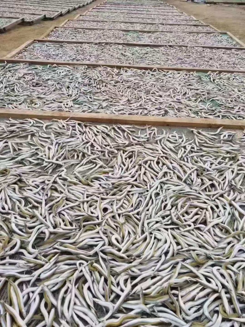 银针🐟只有主刺一根随吃即可一件代发不包邮