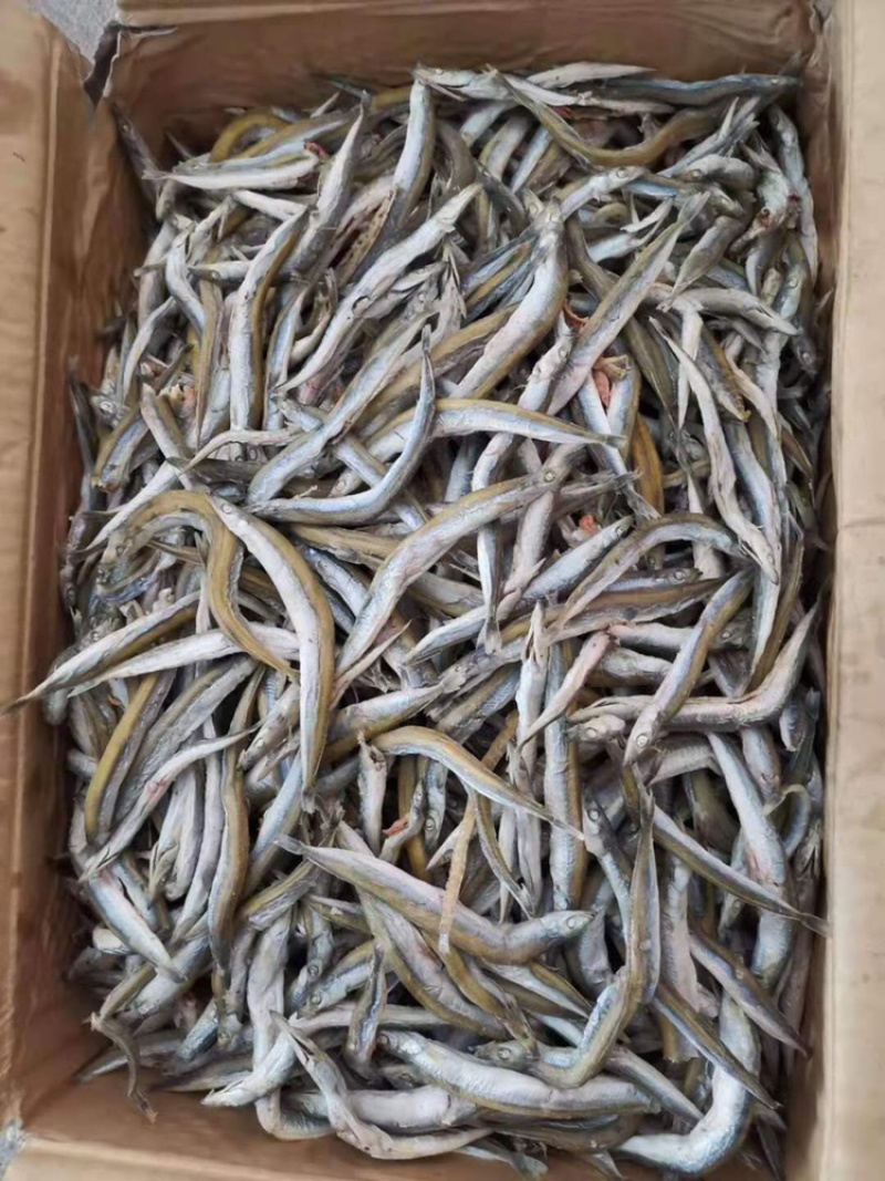 银针🐟只有主刺一根随吃即可一件代发不包邮