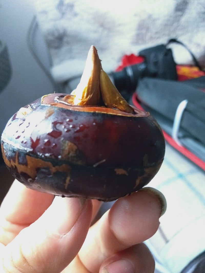 【毛马蹄】宜昌荸荠马蹄地栗产地现挖现发皮薄肉嫩