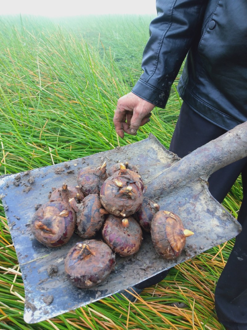 【毛马蹄】宜昌荸荠马蹄地栗产地现挖现发皮薄肉嫩
