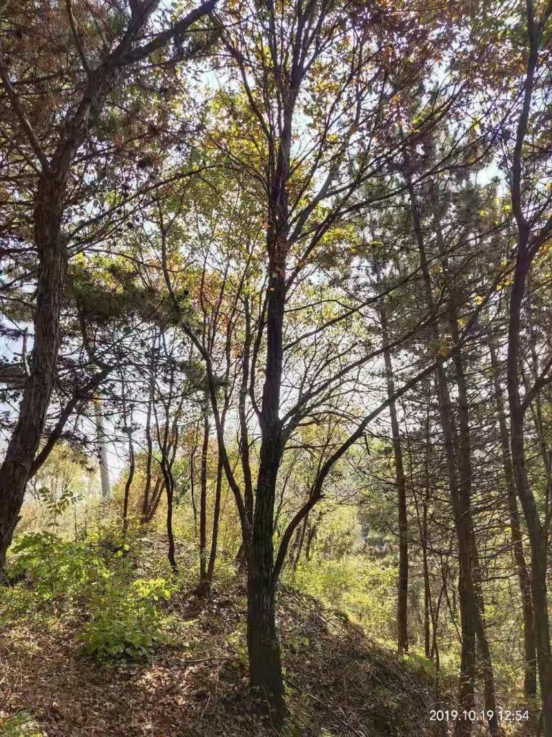 蒙古栎丛生，独干，要的联系，，，，，，，，，，，，，，，