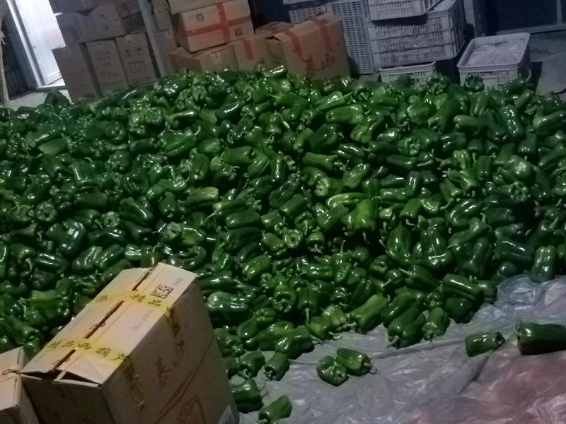 山东青州市暖棚圆椒太空椒品质保证可视频看货验货代发全国