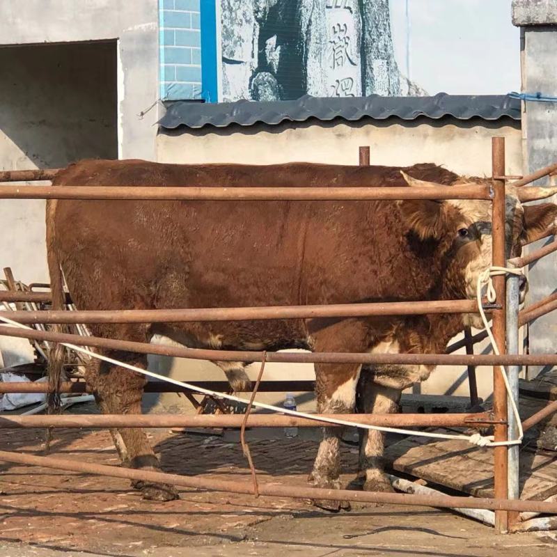 西门塔尔牛肉牛千斤肉牛按斤称过䅭货到付款