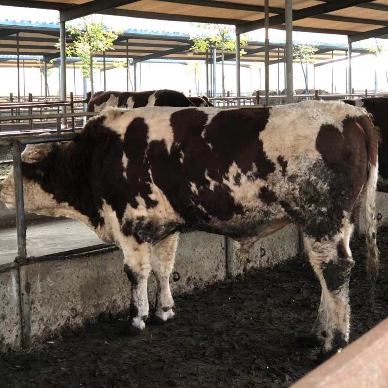 西门塔尔牛肉牛千斤肉牛按斤称过䅭货到付款