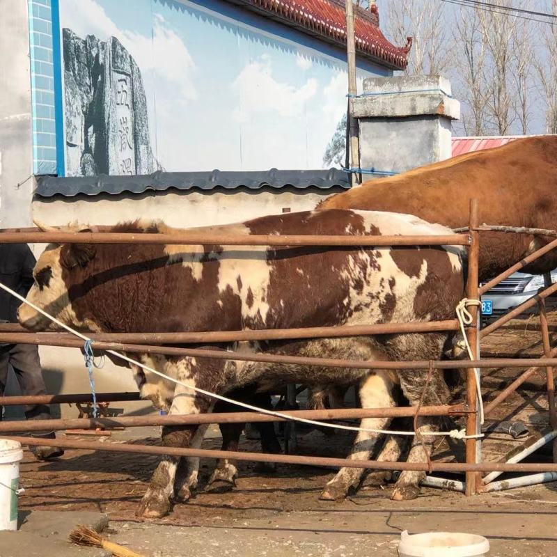 西门塔尔牛肉牛千斤肉牛按斤称过䅭货到付款