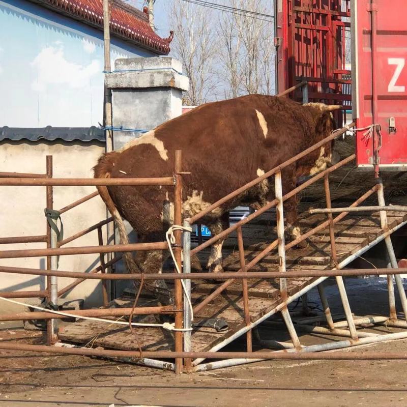 西门塔尔牛肉牛千斤肉牛按斤称过䅭货到付款