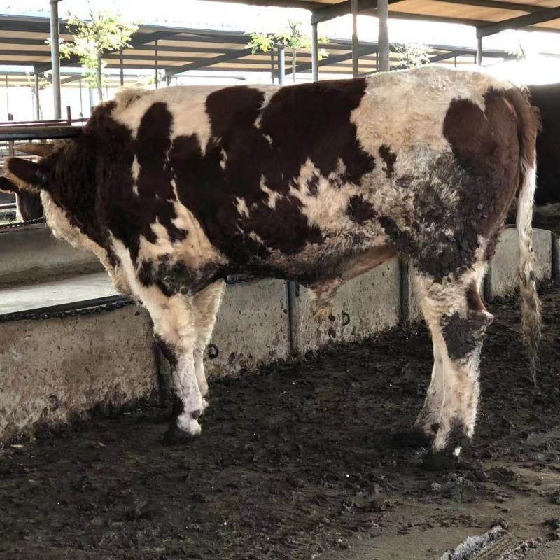 西门塔尔牛肉牛千斤肉牛按斤称过䅭货到付款