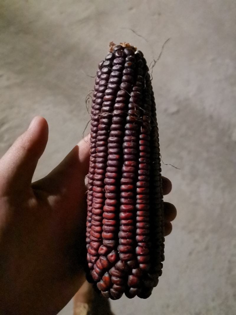 黑糯老玉米欢迎大家选购