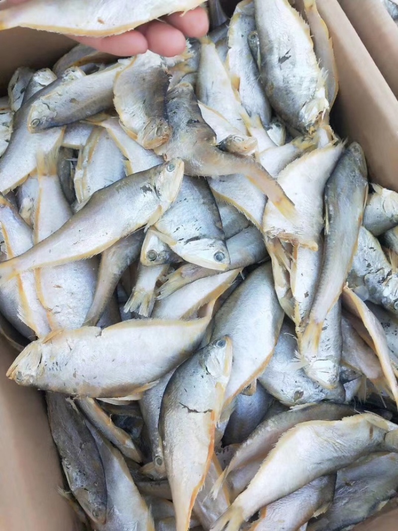白鳞鱼又称快鱼吃着非常香的一款鱼不包邮一件代发