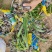 百子莲高20到40福建漳州苗木地被小苗基地