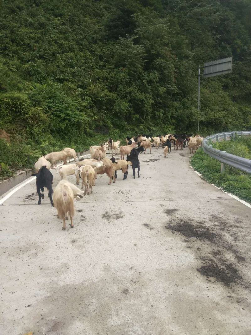 传统养殖，原生态山羊肉质鲜美