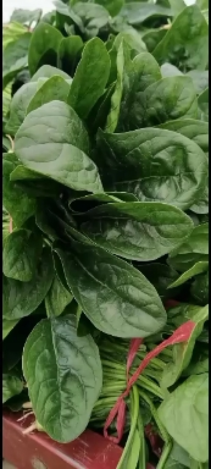 菠菜黑油亮圆叶20~25厘米，需要的联系，上货快，走货