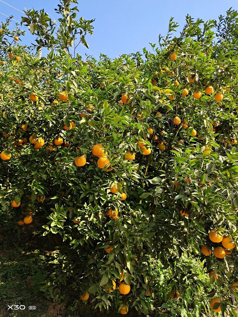 四川丑橘大量供应中，诚招各大平台合作。一件代发