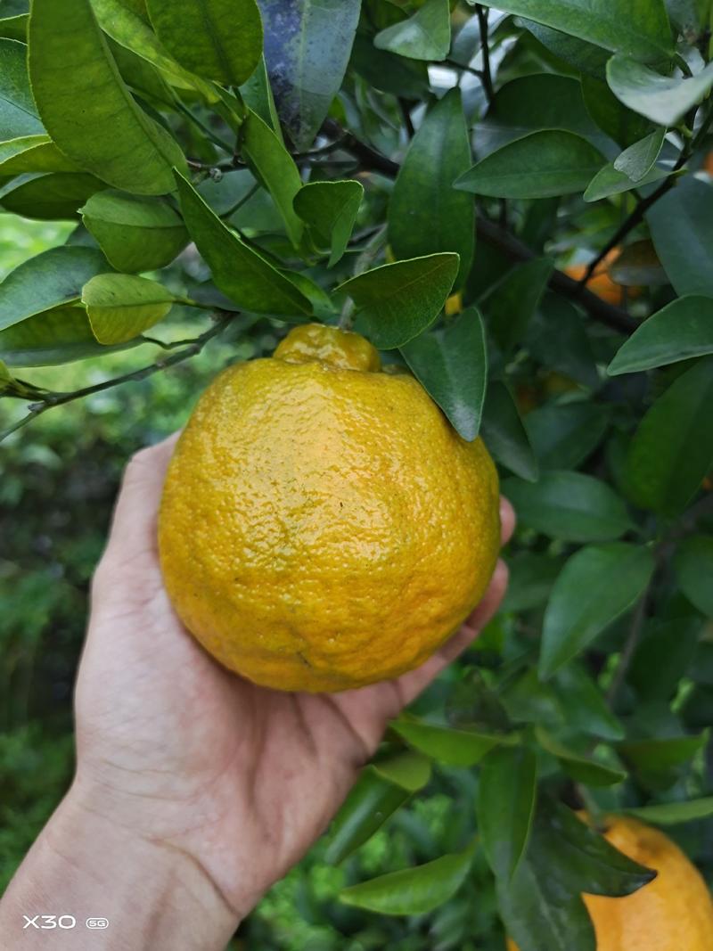 四川丑橘大量供应中，诚招各大平台合作。一件代发