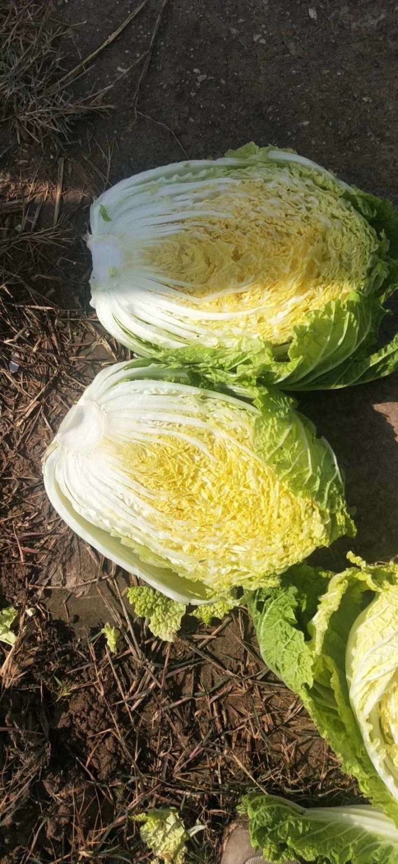 大白菜精品，质量保证，诚信经营，优惠上市中！！！